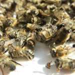 Экстракт пчелиного подмора: лечебные свойства, применение и отзывы