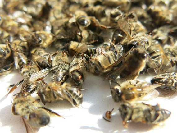 экстракт пчелиного подмора применение