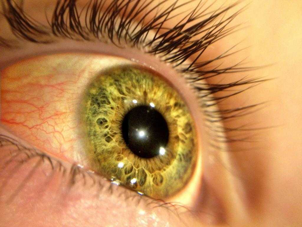 Функции хрусталика глаза
