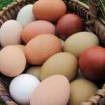 Яйцо: гликемический индекс, витамины, калорийность
