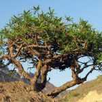 Ладанное дерево: описание, полезные свойства, применение и фото