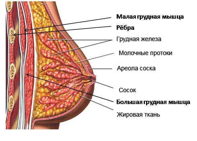 строение женской груди