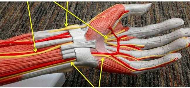 Нервы и мышцы левой руки.