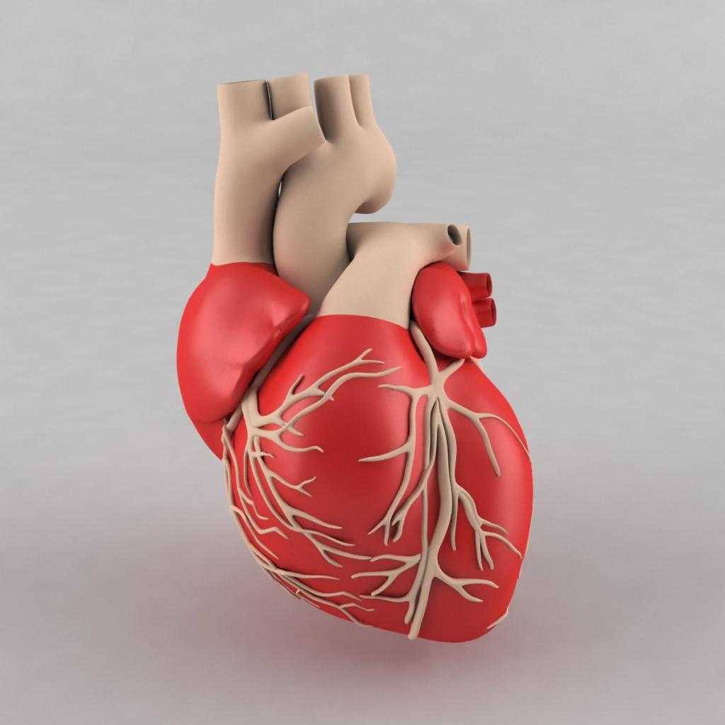 3D модель сердца