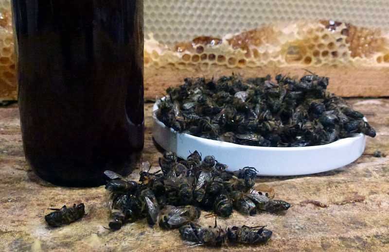 пчеловит экстракт пчелиного подмора