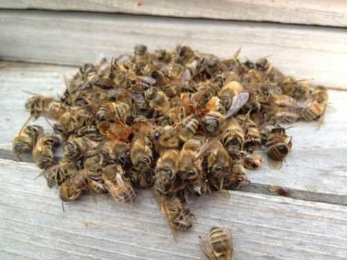 пчеловит экстракт пчелиного подмора инструкция по применению