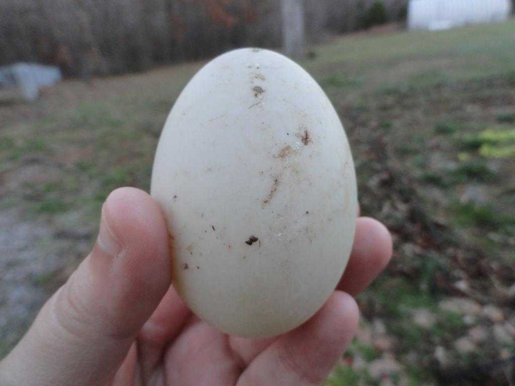 утиное яйцо