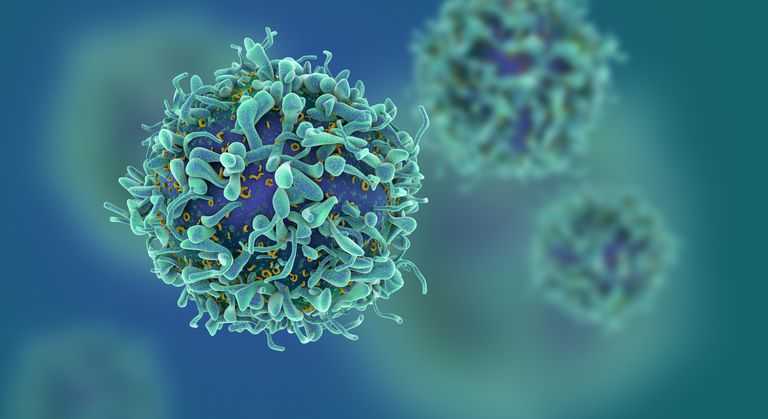 T-лимфоциты атакуют чужеродный белок