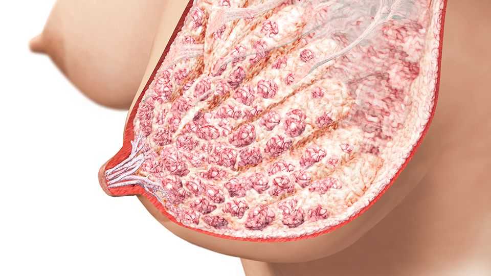 анатомия груди