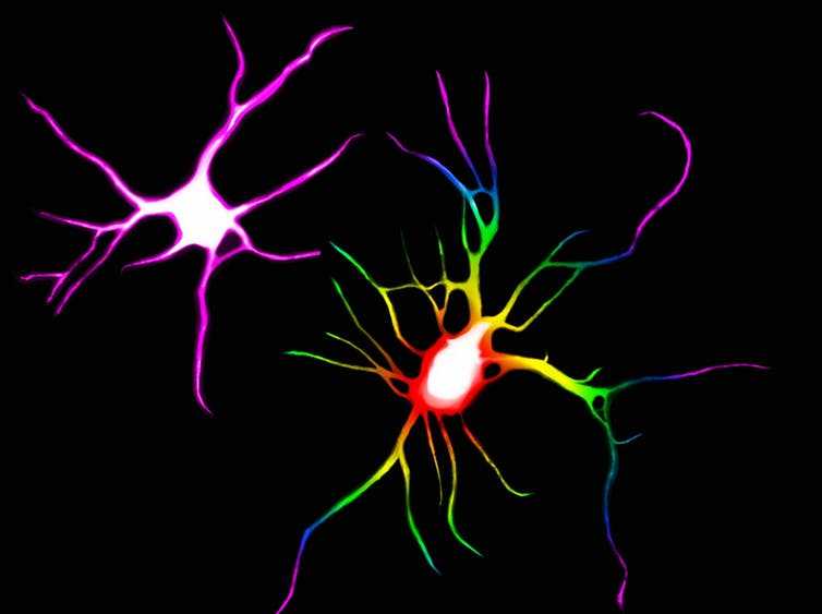 Нервные клетки человека