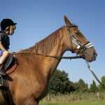 Лечение лошадьми: название терапии, методы