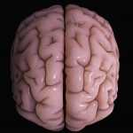 Цитоархитектоника коры головного мозга: определение и особенности