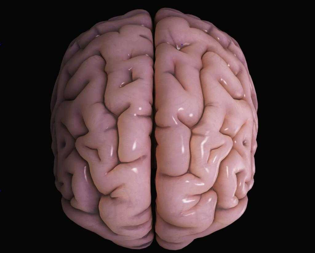 кора полушарий головного мозга