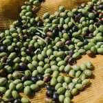 Консервированные оливки: вред и польза, влияние на организм, калорийность