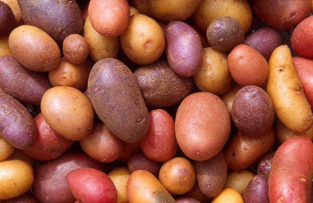 перекрестная аллергия на картофель