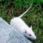 Боязнь мышей и крыс: как называется, причины и лечение